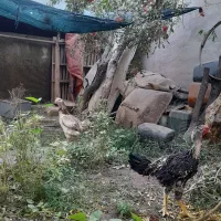 مرغ و خروس لاری|حیوانات مزرعه|مهریز, |دیوار