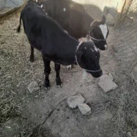 دواداد گوساله نر