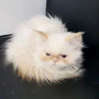 فروش گربه پرشین سفید|گربه|گنبد کاووس, |دیوار