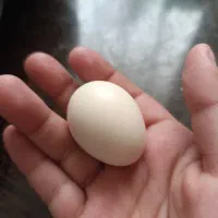 تخم‌مرغ مینیاتوری نطفه دار