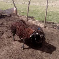 بره قوچی همو