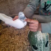 کبوتر پرشی ساعتی