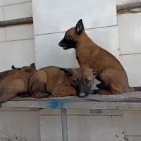 توله سگ مالینویز اصیل وارداتی