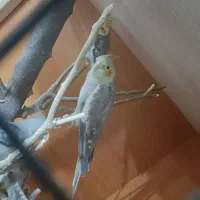 عروس هلندی|پرنده|گرگان, |دیوار