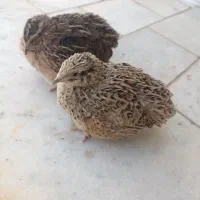 بلدرچین