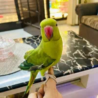 فروش کاکادو ، کاسکو ، ملنگو ، ماکائو ، شاه طوطی|پرنده|شیراز, آبیاری|دیوار