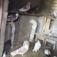 کفتر