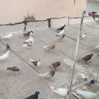 کفتر|پرنده|قم, طلاب غیر ایرانی|دیوار