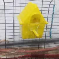 فنچ نر ماده