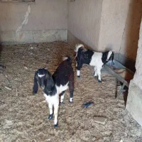 کره بز|حیوانات مزرعه|نیک شهر, |دیوار