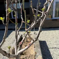 باغ و زمین کد۳۱۲|فروش زمین و ملک کلنگی|شهریار, رنگرز|دیوار