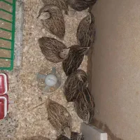 بلدرچین   تخم   گذا ر