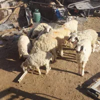 بره نر|حیوانات مزرعه|بافت, |دیوار