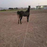 اسب