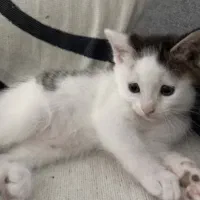 واگذاری رایگان گربه DSH|گربه|محلات, |دیوار