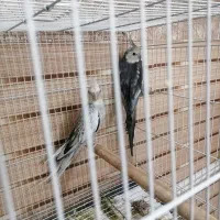 عروس هلندی سرلاکی و عروس جفت جوجه دار
