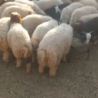 بره صادراتی|حیوانات مزرعه|پلدختر, |دیوار