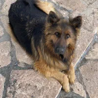 سگ ژرمن شیپرت اصل