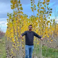 نهال صنوبر تضمینی و قیمت مناسب|خدمات باغبانی و درختکاری|آذرشهر, |دیوار