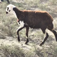 بره اصل بروجردی یکیش قوچ خورده|حیوانات مزرعه|سیمین شهر, |دیوار