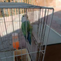 کوتوله برزیلی و مرغ عشق