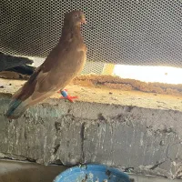 کفتر ۴۰۰|پرنده|میبد, |دیوار