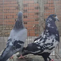 تعدادی کبوتر تهرانی یجا|پرنده|بومهن, |دیوار