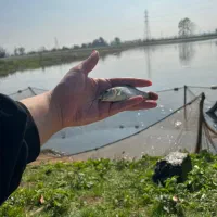 فروش بچه ماهی|ماهی|ابرکوه, |دیوار