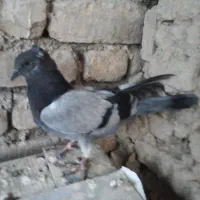 ملفق اصفهانی۳ عدد|پرنده|فلاورجان, |دیوار