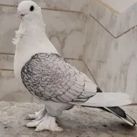 کبوتر ساتن