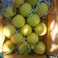 سیب سوپر سفید و قرمز سردخانه