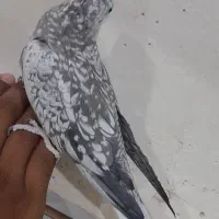 عروس هلندی ایزابلا دستی