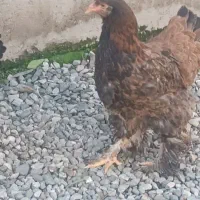 مرغ برهما|حیوانات مزرعه|تاتار علیا, |دیوار