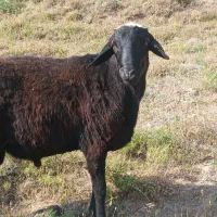 توخلی دامازدیخ نر یه ماه مونده یه ساله بشن