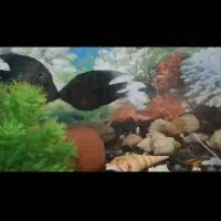 ماهی گوشتخوار|ماهی|خرم‌آباد, |دیوار