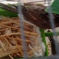 فنج بنگالی 500|پرنده|قرچک, زیبا شهر|دیوار