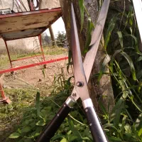 قیچی شمشاد زن(گل و گیاه)|خدمات باغبانی و درختکاری|کلاچای, |دیوار