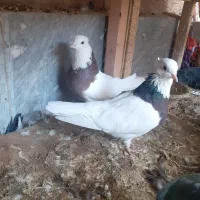 کبوتر سالم و جوان فروشی|پرنده|مبارکه, |دیوار