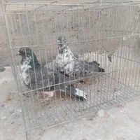 کبوتر طوقی سوسکی سینه شازده دمگیر عروس هلندی