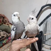 عروس هلندی مولد به شرط