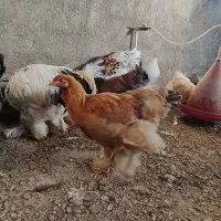 نیمچه جوجه برهما|حیوانات مزرعه|سقز, |دیوار