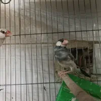 فنچ
