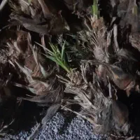 150تامضافتی بزرگ بیست سی کیلو خریدار تماس بگیره|خدمات باغبانی و درختکاری|سراوان, |دیوار