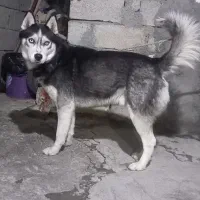 واگذاری هاسکی نر