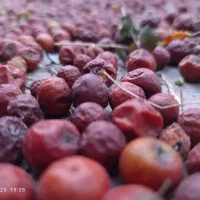 برگ خشک سدر و دانه کنار خشک|خدمات باغبانی و درختکاری|شوش, |دیوار