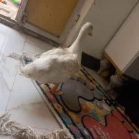 اردک|پرنده|مشهد, اروند|دیوار