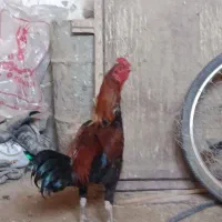 خروس لاری