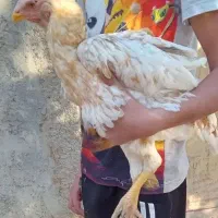 جوجه مرغ لاری|حیوانات مزرعه|هشتگرد, تهران دشت|دیوار