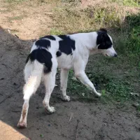 واگذری سگ نر قهدر جون و کانگال رایگان|سگ|قائم‌شهر, |دیوار