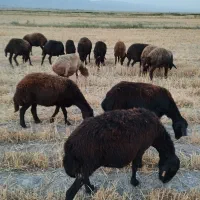 میش داشتی